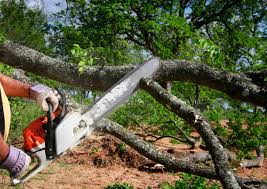 Best Tree and Shrub Care  in Cross Plains, TX